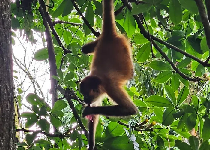 Cabinas Tortuguero
